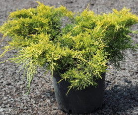 Можжевельник пфитзериана Кинг оф Спринг (60/80, с10)
