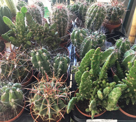 Кактус Overig (D-10, Н-15) Dfl.