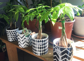 Пахира Акватика (D-13,Н-50) Dfl.