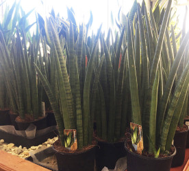 Сансевиерия Cy Overing (D-14, Н-50) Dfl.