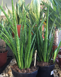 Сансевиерия Kirki Frinds (D-15, Н-55) Dfl.