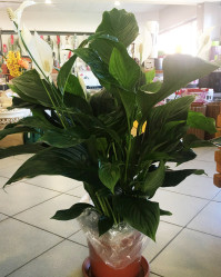 Спатифиллум Sweet Lauretta (D-24, H-100) Dfi.