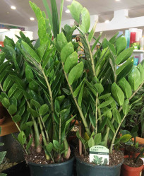 Замиокулкас (D-19,Н-65) Dfl.