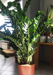 Замиокулкас (D-30,Н-110) Dfl.