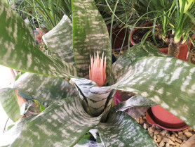 Эхмея Фасциата Примера (D-15, Н-40) Dfl.