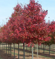 Клен остролистный Файервью (350/400, 14/16, WRB)