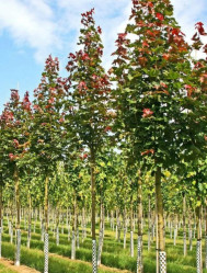 Клен остролистный Дебора (350/400, 12/14, WRB)