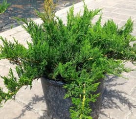Можжевельник казацкий Тамарисцифолия (50/70, c10)
