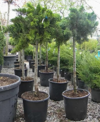 Можжевельник казацкий Тамарисцифолия (Pa 160/180, c20)