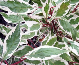 Дерен белый Элегантиссима (40/60, с7,5) ЦС/20