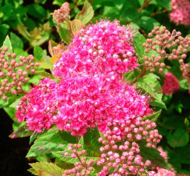 Спирея японская Манон (20/40, с5) ЦС/21