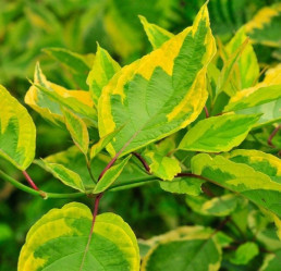 Дерен белый Шпети (с5) ЦС/25