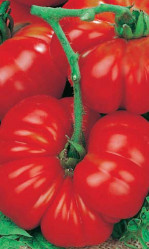 Томат Женская доля F1 (Урал. Дачник)