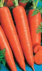 Морковь Канада F1 (Урал. Дачник)