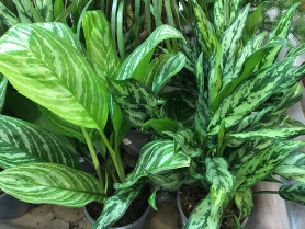 Аглаонема Микс (D-17, Н-65)