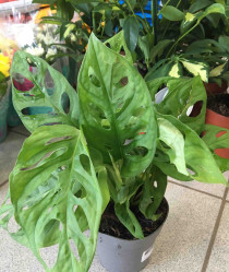 Монстера Манки Мэск (D-12) 7цв.