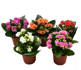 Каланхоэ Каландива микс (D-7) 7цв.