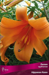 Лилия Африкан Квин (трубч.) 14/16 (2шт./уп.) (Солн. сад)
