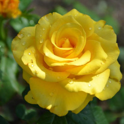 Роза ч/г Керио (Поиск)