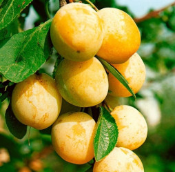 Слива русская (Алыча) пирамидальная Мирабелла Поиск этик.