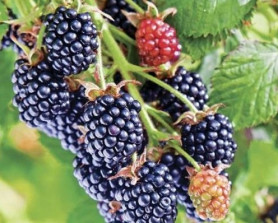 Ежевика Честер Тонлес Поиск