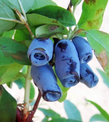 Жимолость съедоб. Голубой десерт Поиск