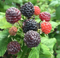 Малина Блэк Джевел (перспектив. сорт) Поиск