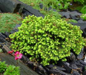 Ель обыкновенная Литтл Джем' (30/40, c5)