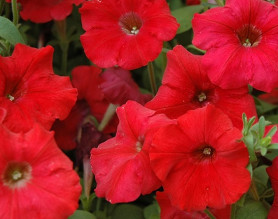 Петуния Surfinia Table Dark Red (амп.темн.красн) (P9)