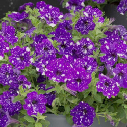 Петуния Surprise Sparkling Blue (амп.син. белым) (P9)
