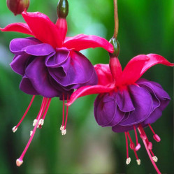 Фуксия Dark Eyes (P9)