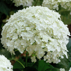 Гортензия древовидная Аннабель (30/50, с7,5) ЦС/25