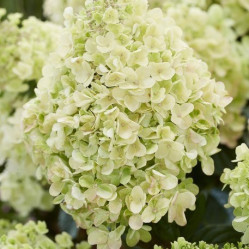 Гортензия метельчатая Би Хэппи (40/60, с10) ЦС.