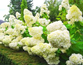 Гортензия метельчатая Лаймлайт (30/50, с7,5) ЦС.