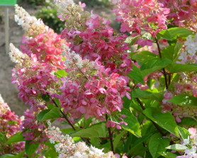 Гортензия метельчатая Пинк Даймонд (30/50, с7,5) ЦС