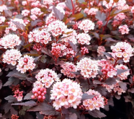 Пузыреплодник калинолистный Литтл Джокер (30/50, с5) ЦС/25