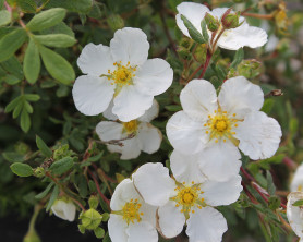 Лапчатка кустарниковая Эбботсвуд (40/60, с3) ЦС