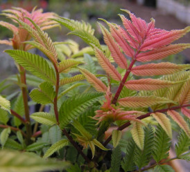 Рябинник рябинолистный (60/80, c7,5) ЦС/21