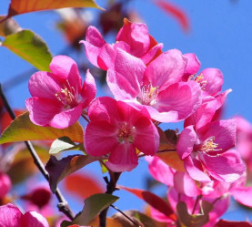 Яблоня декоративная Роялти (150/170, c7) ЦС