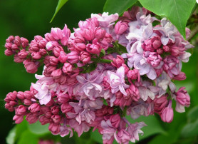 Сирень обыкновенная Кончаловский П.П. (100/150, c15/20) (фиол.-лилов.до голуб,махр.) ЦС