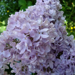 Сирень обыкновенная Русь (100/150, c15/20) (светло-пурпурн) ЦС