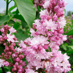 Сирень обыкновенная Фантазия (100/150, c15) (пурп.розов.,махр.) ЦС