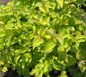 Дерен белый Неон Бёрст БайБоуген (60/80, с5)