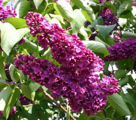 Сирень обыкновенная Анденкен ан Людвиг Шпет (40/60, c5)