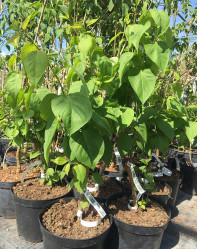 Сирень обыкновенная Константин Карпов (40/60, c5) (розово-фиол.)