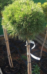 Сосна горная Гнездо (Pa 90/100, с5)