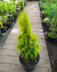 Туя западная Голден Смарагд (20/40, с2)
