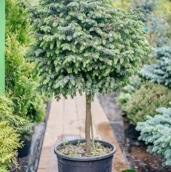 Ель сербская Нана (Pa 60/80, c5)