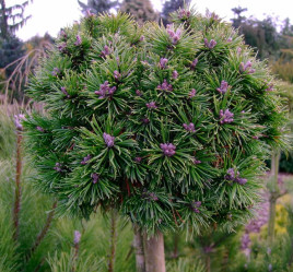 Сосна горная Литтл Леди (Pa 80, с5)