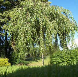 Берёза повислая (350/400+, 8/10, c20) ЦС